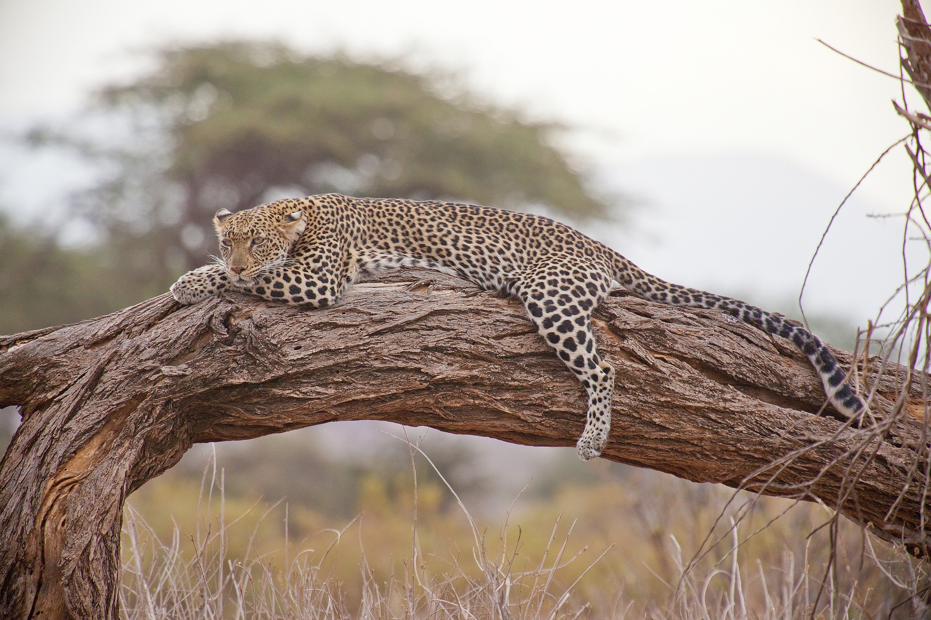International Leopard Day: poaching catastrophe